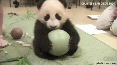 panda-bears-free-animated-gameznet 06.gif